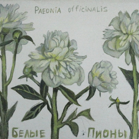 Белые пионы. Paeonia officinalis