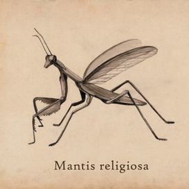 Mantis religiosa