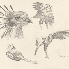 Серия "Птицы"