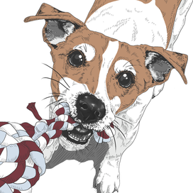 Иллюстрации для книги о жизни джека-рассела