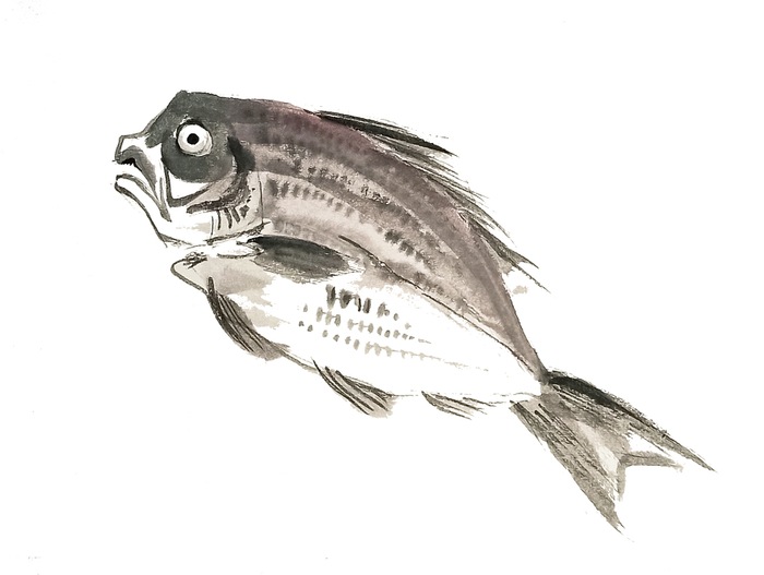 Dorada fish