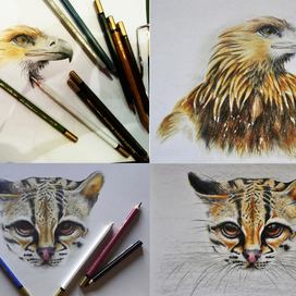 оцелот, орел