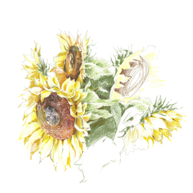 Подсолнухи