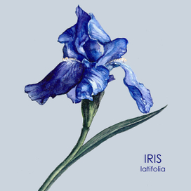 Ирис