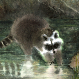 Крошка Енот