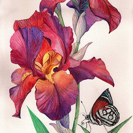 Бордовый ирис и бабочка