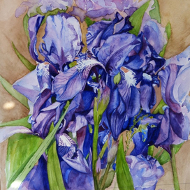 Ирисы
