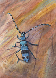 Небесный усач