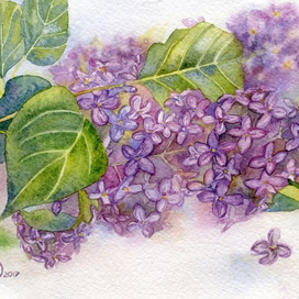 Ветка сирени