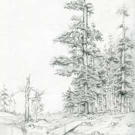 Лесная тишь