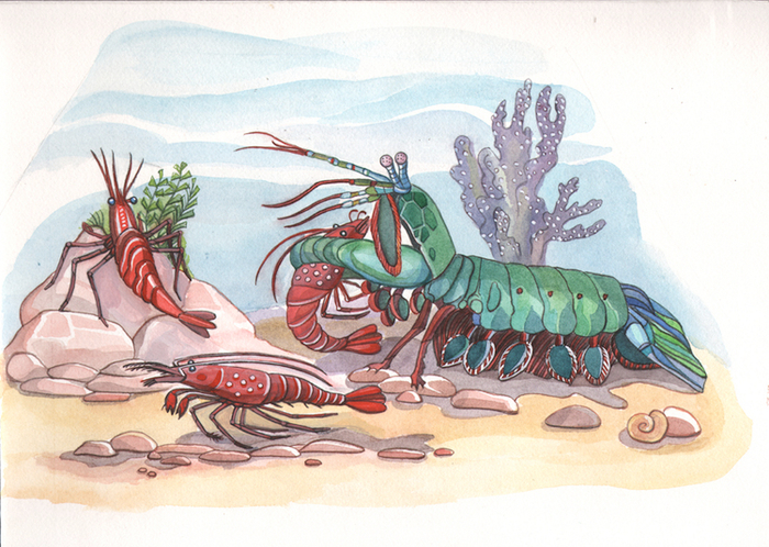 рак-богомол