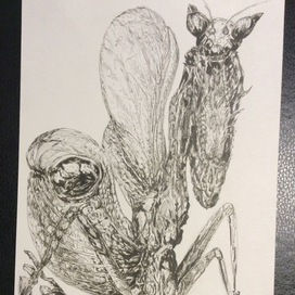 портрет богомола