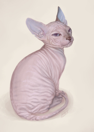 Sphynx