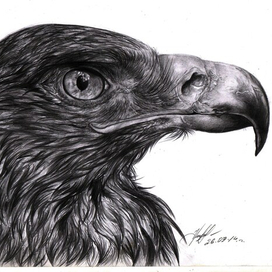 eagle