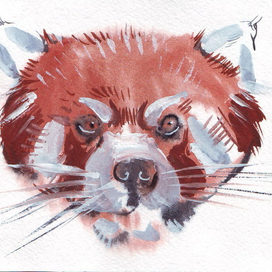 "Красная панда"