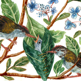 К книге Дж. Даррелла