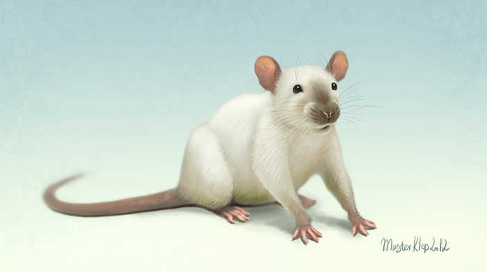 Сиамский крыс