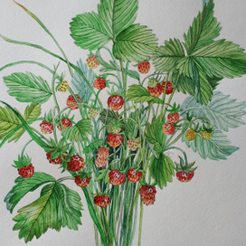 Земляника лесная