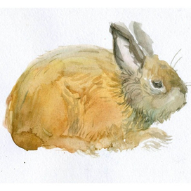 Анималистическая иллюстрация