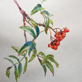 Рябинка поспела