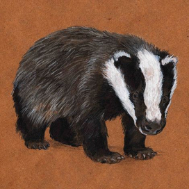 Барсученок