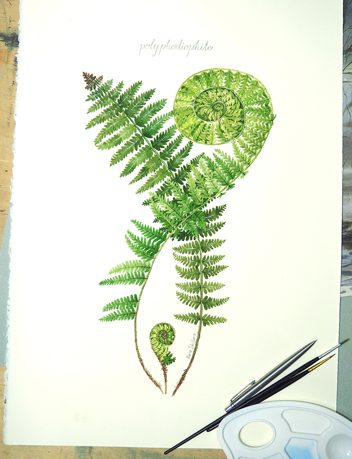 Папоротник