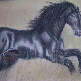 Черный Андалузец