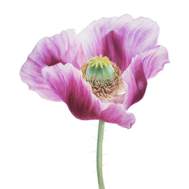 мак снотворный