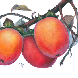 Осенняя хурма