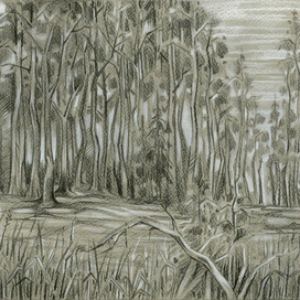 Сосновая роща