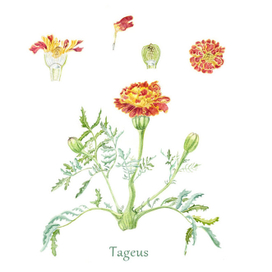 Ботаническая иллюстрация: Настурция.