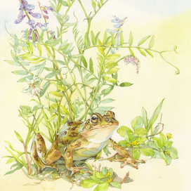 Мышиный горошек...)