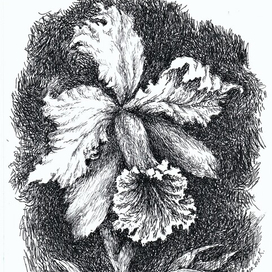 ОРХИДЕЯ КАТТЛЕЯ