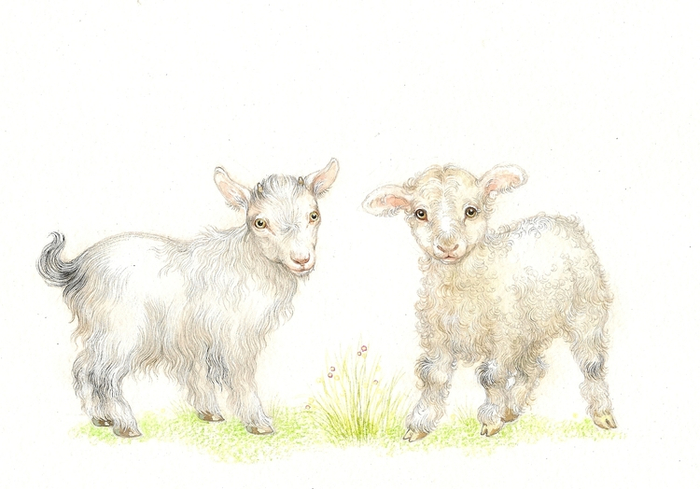 Козленок и ягненок)