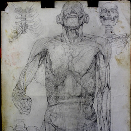 Анатомия с препарата