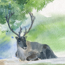 Серый олень