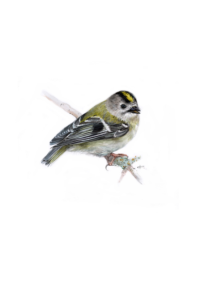 Королек Желтоголовый