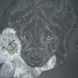 Черное и белое или охотник!