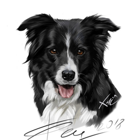 Бордер колли Рой