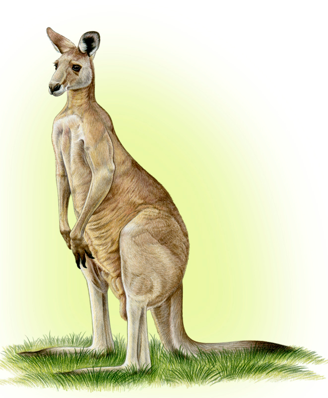 Кенгуру