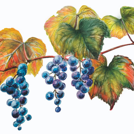 Виноград амурский - деревянистая лиана 