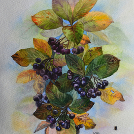 Веточка черноплодки 