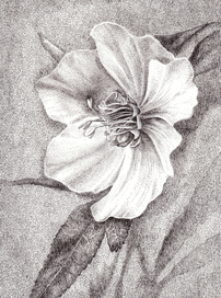 цветок 2