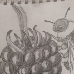 Малина и пчелкп