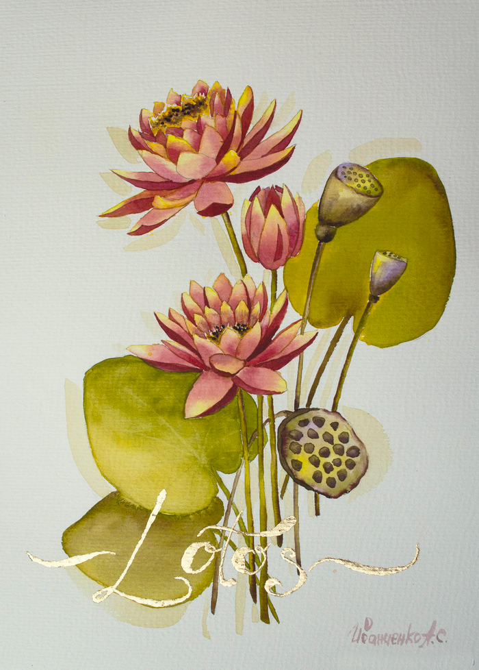 Цветы лотоса