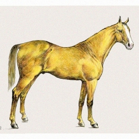 Don-horse