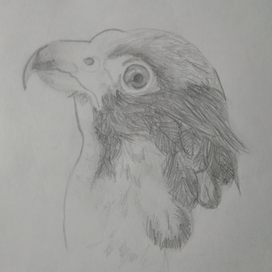 Орел (профиль)