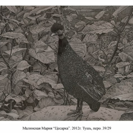 Цесарка. В горошек.