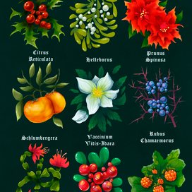 Ботаническая серия "Зимние растения"