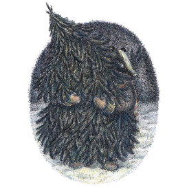 Барсучьи будни. Подготовка к Рождеству